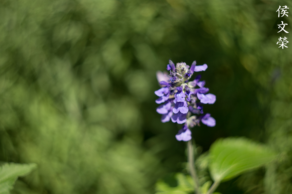 Repair: Carl Zeiss Jena Biotar 58mm f/2 | Richard Haw's Classic