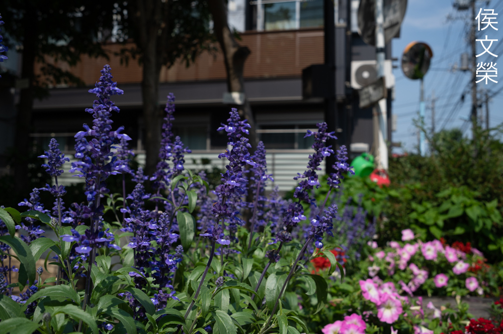 dsc_5234.jpg?w=1000
